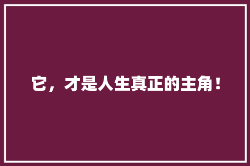 它，才是人生真正的主角！ 前端技术
