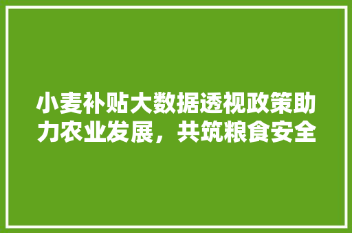 小麦补贴大数据透视政策助力农业发展，共筑粮食安全防线
